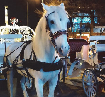 Fantasy Carriages horse drawn carriage rides 